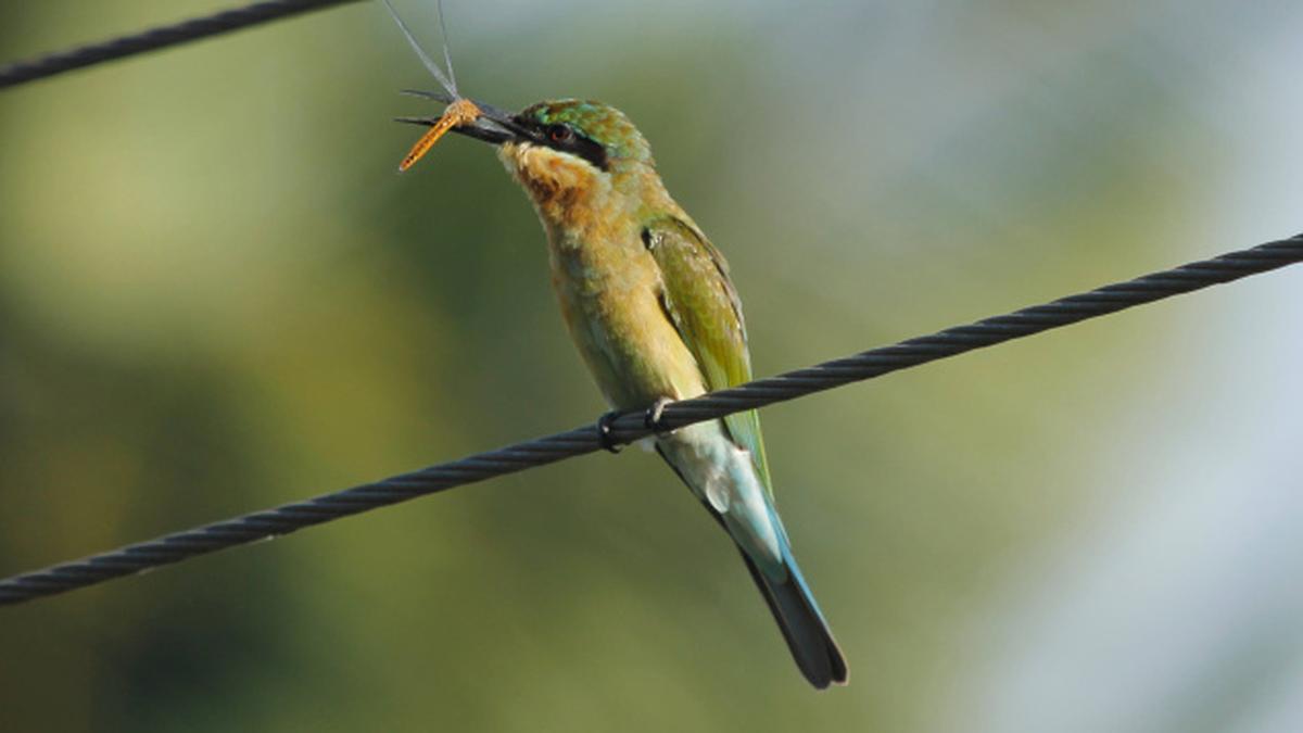 Birds, butterflies and a lake The Hindu